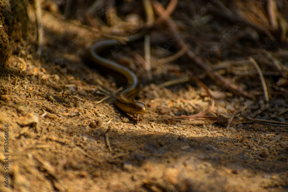 Redbelly snake Redbelly snake