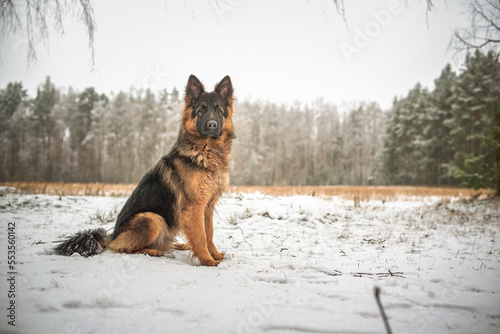 Portrait of a beautiful thoroughbred long-haired shepherd dog in the winter forest.