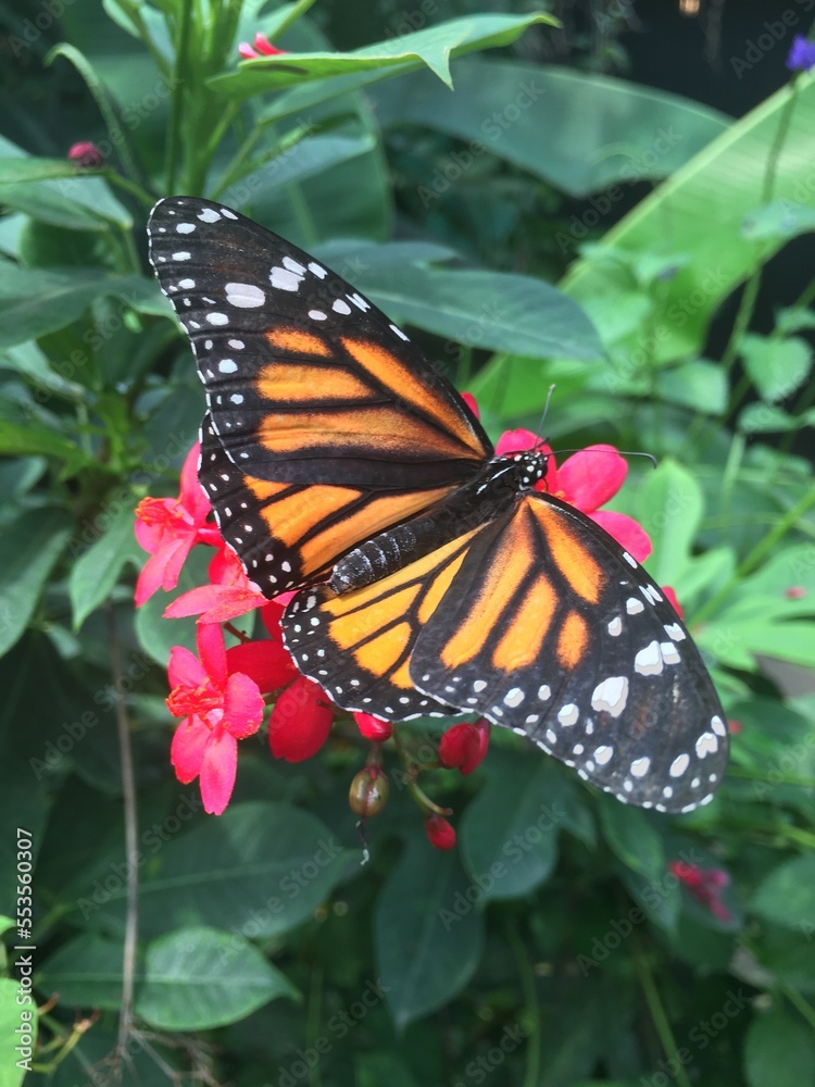 Fototapeta premium butterfly on flower