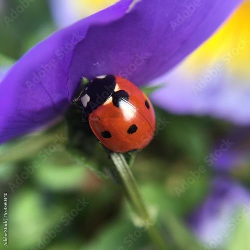 ladybird on a flower