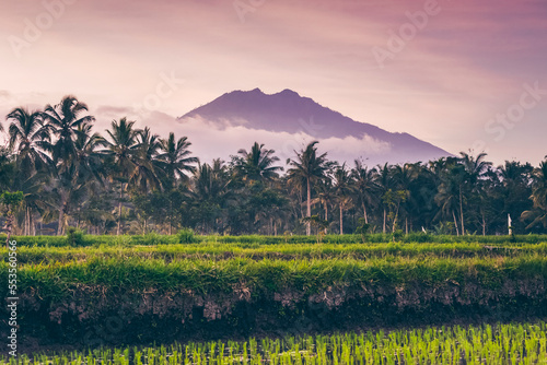 Sunset at Licin Rice Terraces; East Java, Java, Indonesia photo