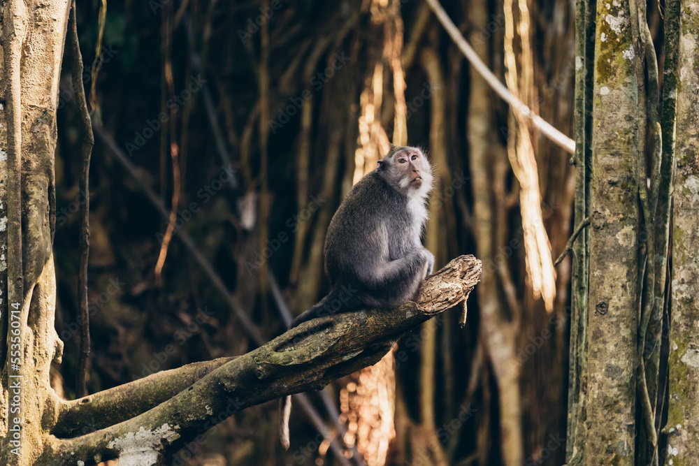 Balinese long-tailed Monkey (Macaca fascicularis), Ubud Monkey Forest; Bali, Indonesia Balinese long-tailed Monkey (Macaca fascicularis), Ubud Monkey Forest; Bali, Indonesia