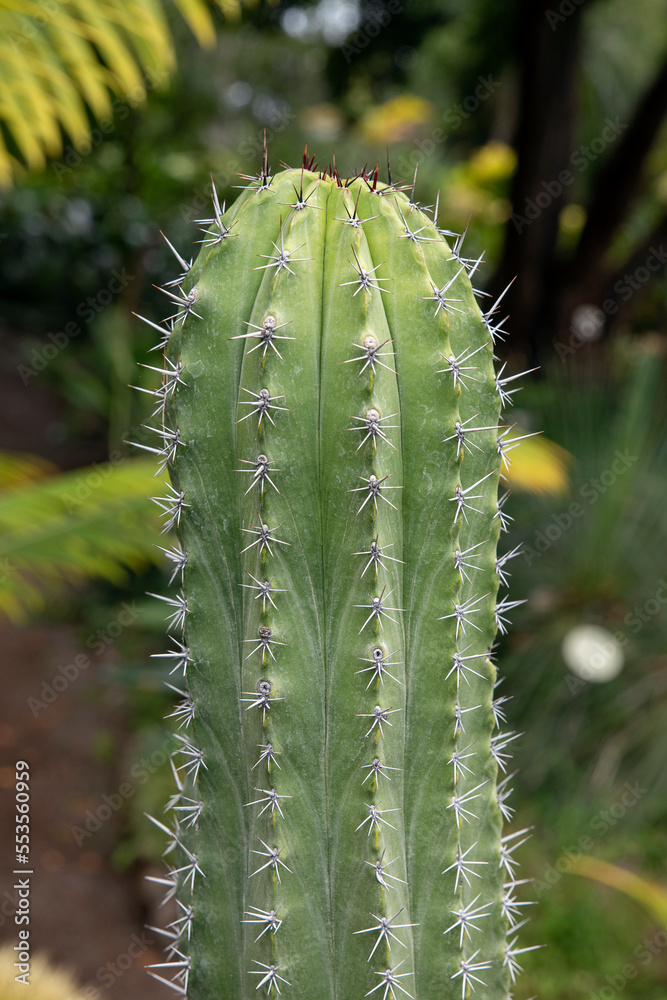 Robust cactus from the genus Trichocereus taquimbalensis with short and sharp radial spines, heat-loving succulent plant with pulpy stems and roots found mostly in deserts or dry, harsh environments Robust cactus from the genus Trichocereus taquimbalensis with short and sharp radial spines, heat-loving succulent plant with pulpy stems and roots found mostly in deserts or dry, harsh environments