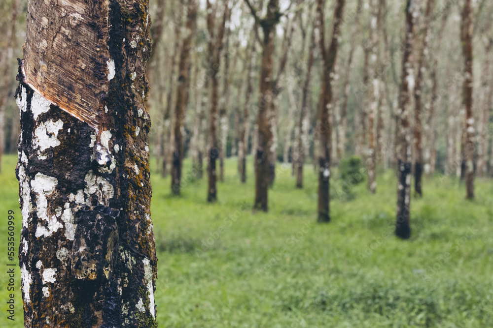 Rubber tree (Hevea brasiliensis) forest of Licin; East Java, Java, Indonesia Rubber tree (Hevea brasiliensis) forest of Licin; East Java, Java, Indonesia