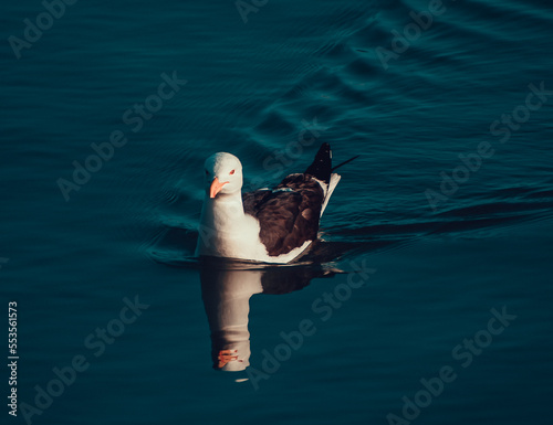 seagull on the water