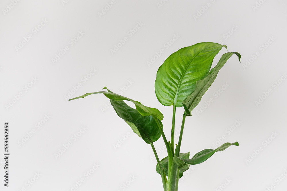 Fototapeta premium Dieffenbachia, a popular indoor plant, stands in a pot on a table. Caring for indoor plants. Place for inscription.