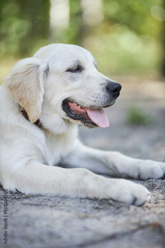 Light golden retriever puppy lies on the ground in the park, blurred background. A puppy of a golden retriever lies on a lawn in a park in summer. a white golden retriever in the park. Light golden retriever puppy lies on the ground in the park, blurred background. A puppy of a golden retriever lies on a lawn in a park in summer. a white golden retriever in the park.