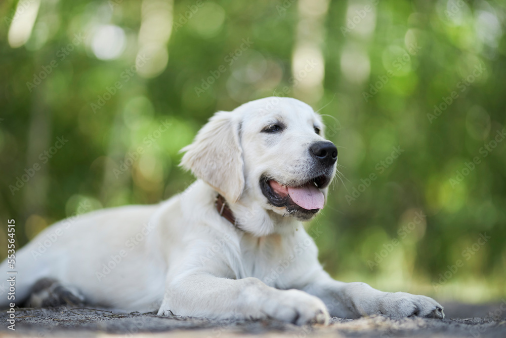 Light golden retriever puppy lies on the ground in the park, blurred background. A puppy of a golden retriever lies on a lawn in a park in summer. a white golden retriever in the park.