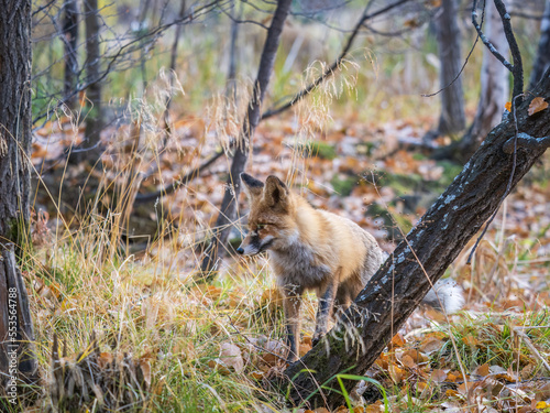 The red fox Vulpes vulpes walks along a path in the forest.