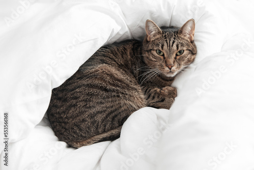 a formidable tiger-colored cat lies in white bed linen and looks suspiciously up