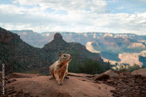 Stein-Eichh  rnchen mit Grand Canyon im Hintergrund blickt nach rechts