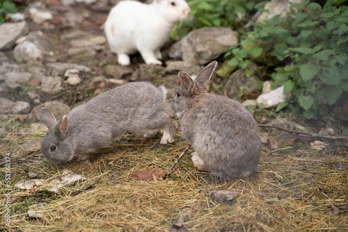 small furry rabbits pacing in the ground of a farm photo