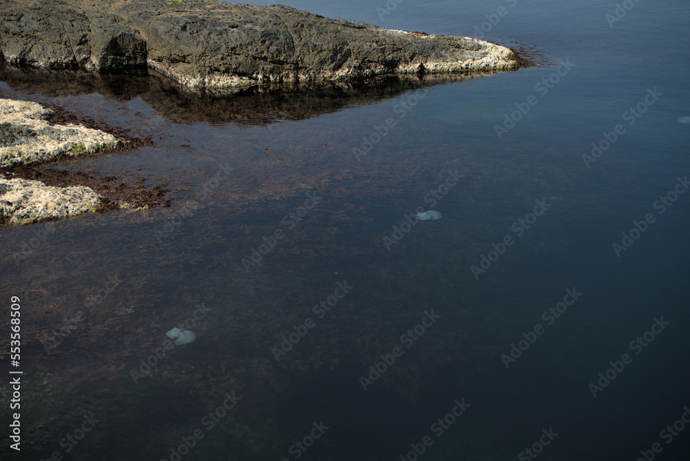 jellyfish on the surface in clear sea water near the rocks