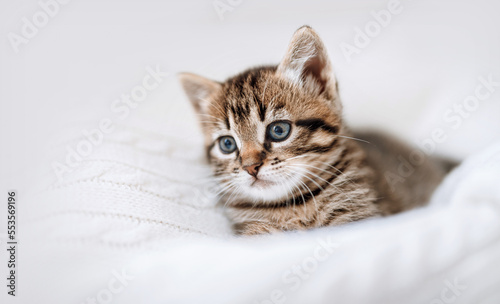 Fototapeta Naklejka Na Ścianę i Meble -  The kitten is lying on a soft knitted blanket. the concept of tenderness, gentleness and care