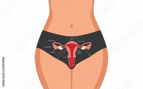 Structure of the uterus, female reproductive system with parts, diagram of female reproductive system vector illustration.