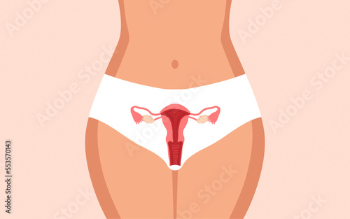 Structure of the uterus, female reproductive system vector illustration.