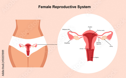 Diagram showing female reproductive system with parts of naming vector illustration.