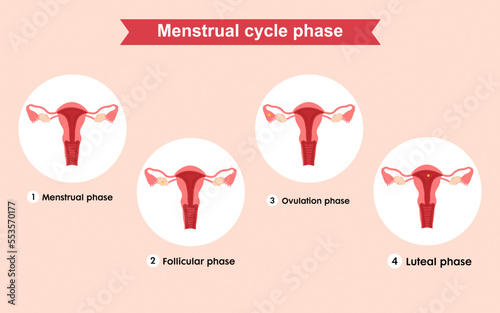 Female reproductive system, the phase of the menstrual cycle medical infographic of menstrual cycle vector illustration.