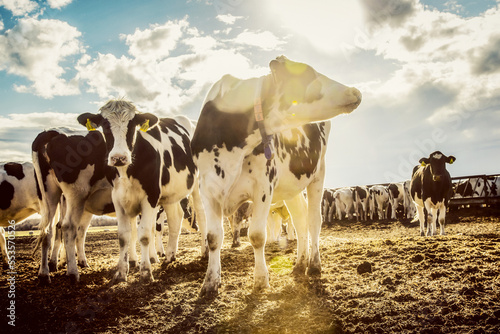 Holstein cows standing in a fenced area with identification tags in their ears on a robotic dairy farm, North of Edmonton; Alberta, Canada photo