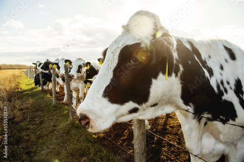 Holstein cows standing in a fenced area with identification tags in their ears on a robotic dairy farm, North of Edmonton; Alberta, Canada photo