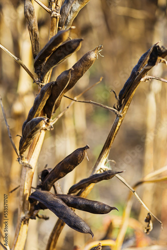 Ripened Fava Bean Pods on their stalks prior to harvest; Namao, Alberta, Canada photo