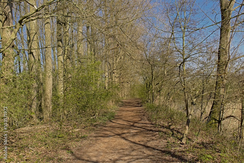 Fototapeta premium Hiking trail along meadows with bare trees and fresh green spring shrubs on a sunny day with clear blue sky in Scheldt valley near Ghent, Flanders, Belgium 