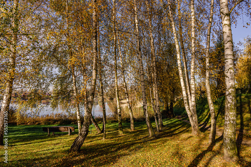 Fototapeta Naklejka Na Ścianę i Meble -  Las brzozowy w parku na brzegu jeziora z plażą