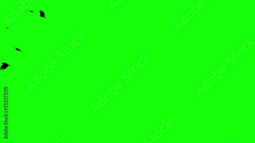 Crows or Raven Birds Flying on Green Screen