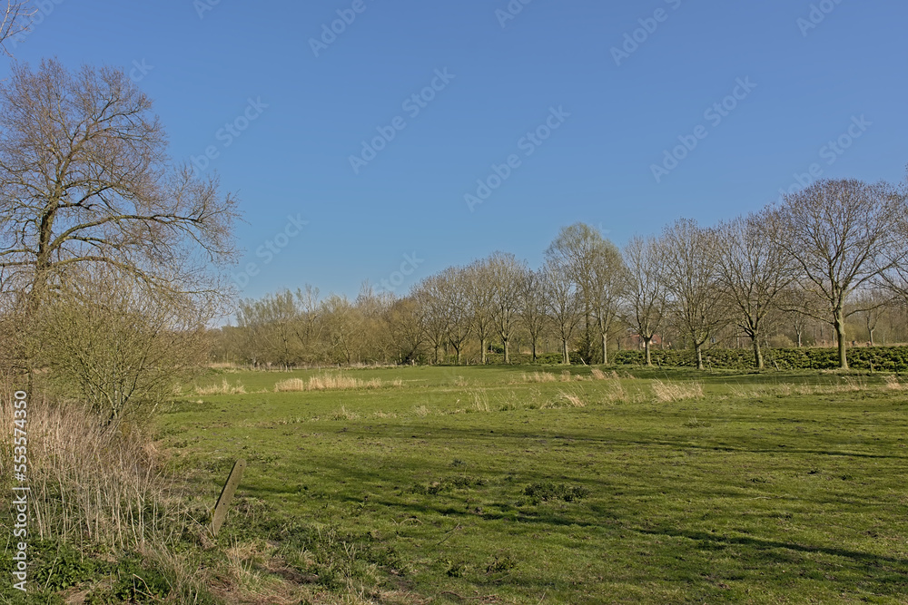 Lush green spring meadow with bare trees on a sunny day with clear blue sky in Scheldt valley near Ghent, Flanders, Belgium 
