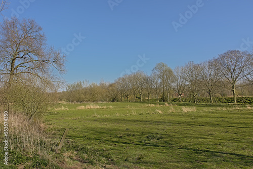 Lush green spring meadow with bare trees on a sunny day with clear blue sky in Scheldt valley near Ghent, Flanders, Belgium 