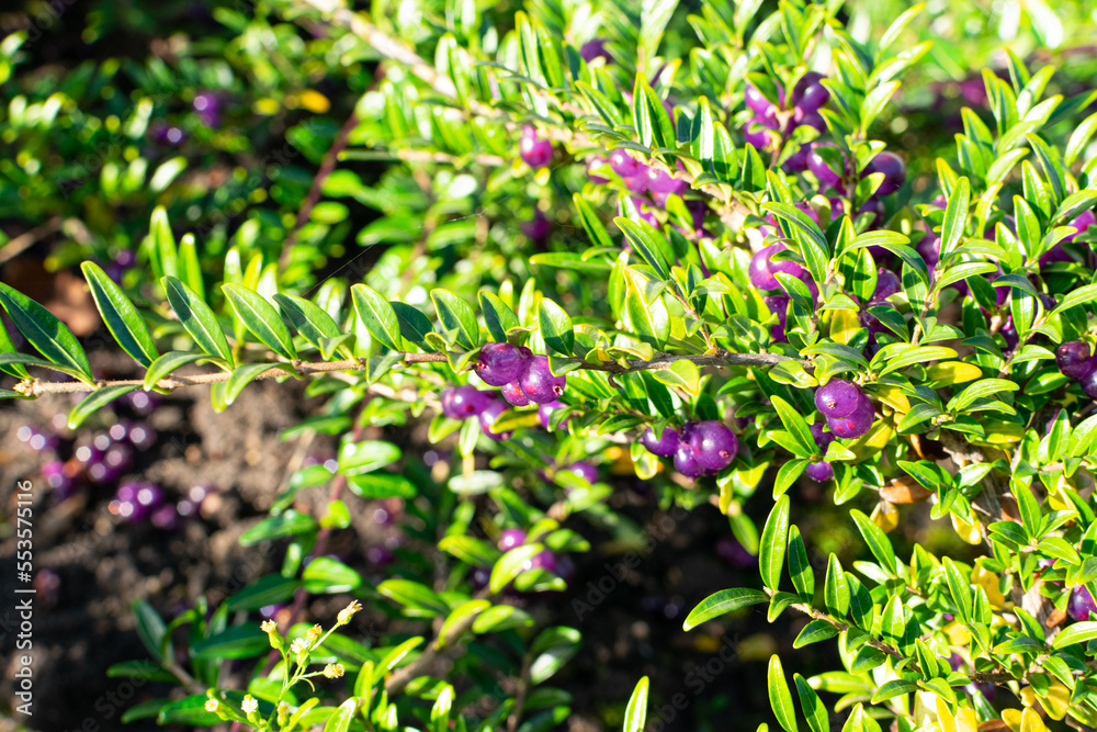 Evergreen Lonicera Pileata, Box Leaved Honeysuckle or Privet Honeysuckle Purple Berries Evergreen Lonicera Pileata, Box Leaved Honeysuckle or Privet Honeysuckle Purple Berries