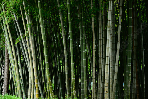 Bamboo forest in the park, Batumi