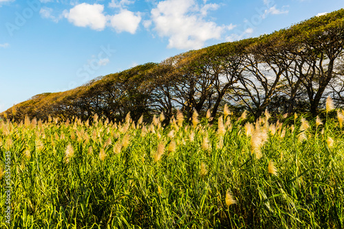 Close up of a sugar cane crop (Saccharum officinarum) with a row of trees against a blue sky; Kehei, Maui, Hawaii, United States of America photo