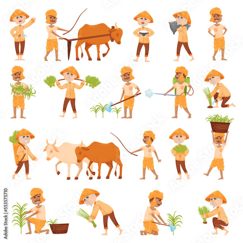 Indian Farmer Picking Rice from Fields Big Vector Set