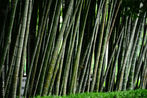 Bamboo forest in the park  Batumi