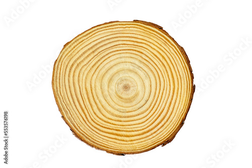 Fototapeta Naklejka Na Ścianę i Meble -  Fresh cut of a young tree. A piece of tree trunk or branch cut from the forest. Textured surface with rings. Neutral brown hardwood forest background on transparent background png