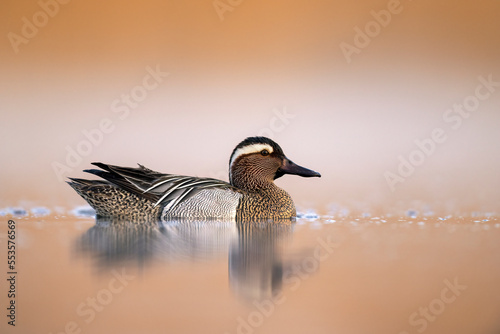 Garganey bird ( Spatula querquedula ) close up - male photo