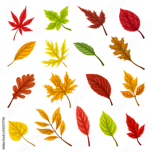 Colorful Autumn Leaves and Bright Foliage Big Vector Set