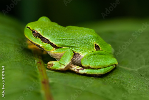 tree frog - Hyla arborea