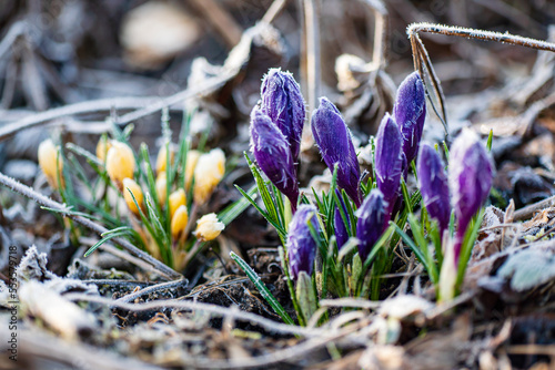 First Spring crocus flowers in frost