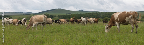 A herd of cows graze on a green meadow under a blue sky against the background of mountains. Panoramic shooting, banner for your advertising