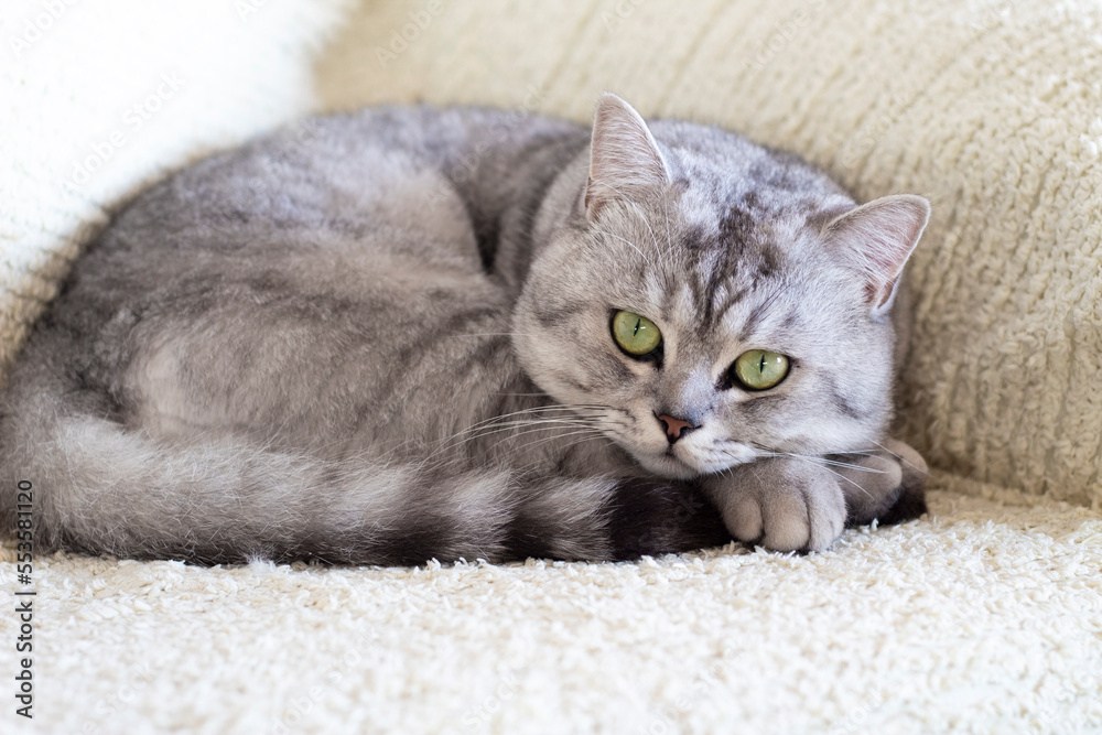 British white gray shorthair cat with green eyes relaxing and laying on bed. Domestic cat is resting and looking at camera