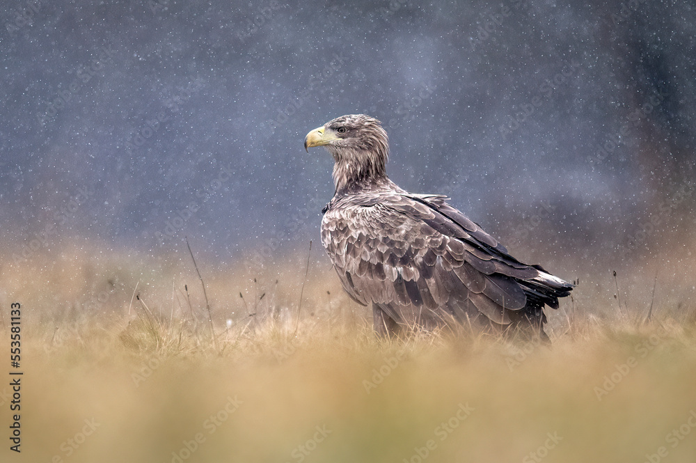 Fototapeta premium Sea eagle / white tailed eagle ( Haliaeetus albicilla)