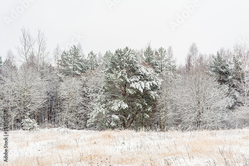 Wallpaper Mural white wood covered with frost frosty landscape Torontodigital.ca