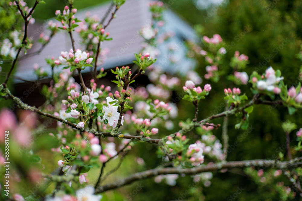 apple tree with pink flowers closeup apple tree with pink flowers closeup