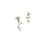 White daisies isolated and cut out.