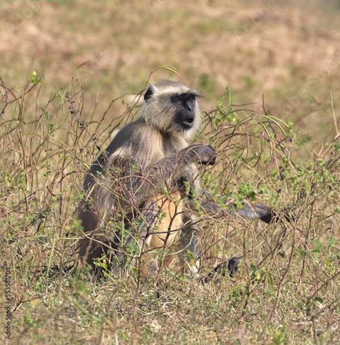 Surprised monkey