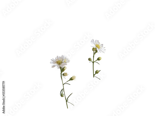 White daisies isolated and cut out. © Isbel Dias