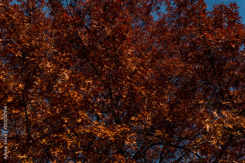 Autumn, yellow leaves on the trees. Autumn Park. Maple tree. Autumn, yellow leaves on the trees. Autumn Park. Maple tree.