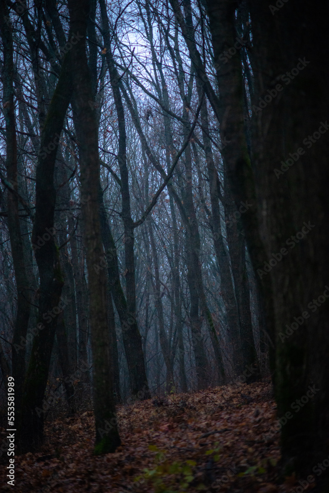 Fototapeta premium fog in the forest Forest in the night . Night landscape. Nightsky and clouds . Stars in the sky . Lights of the moon . Evening forest . Landscapes of Ukraine . Night and morning time
